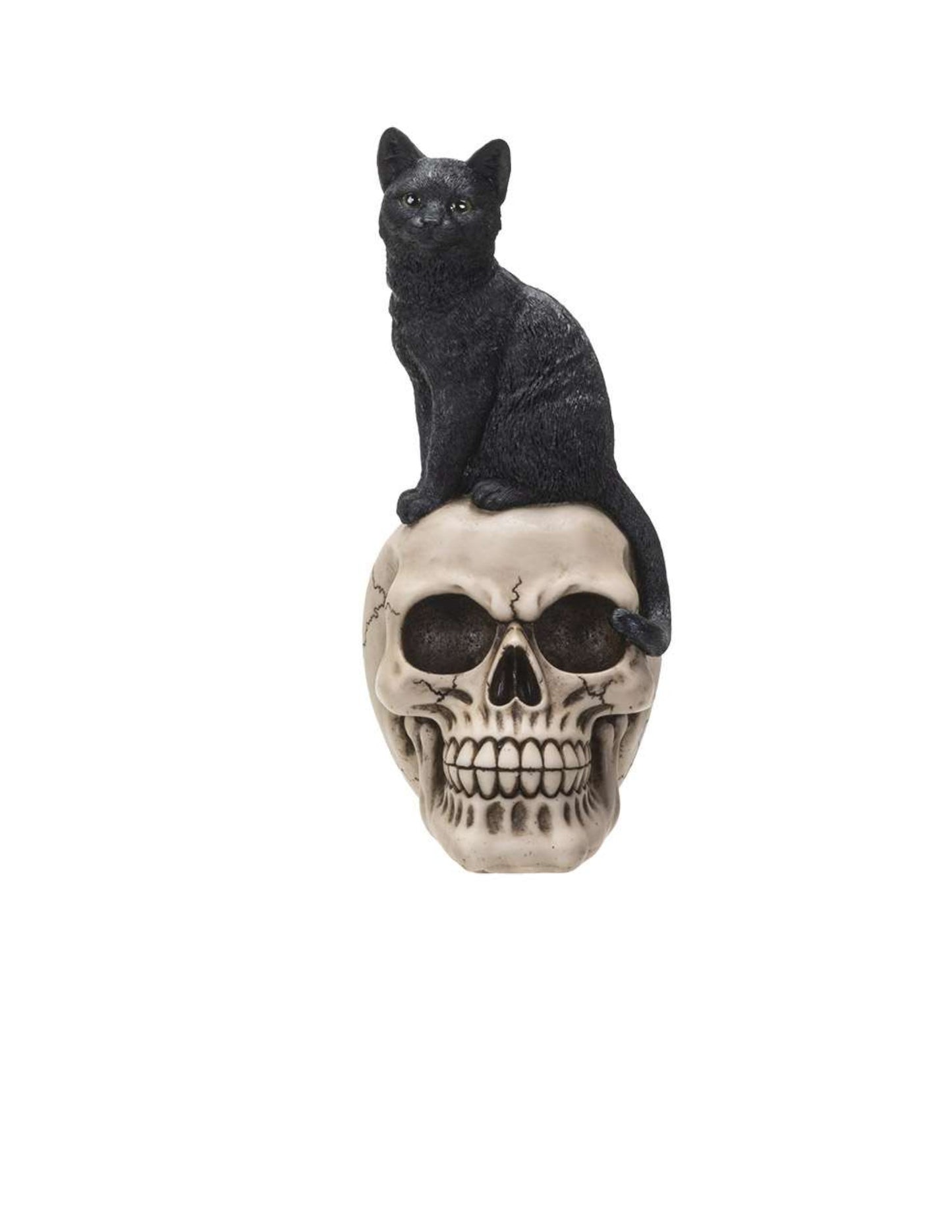 Black cat on skull